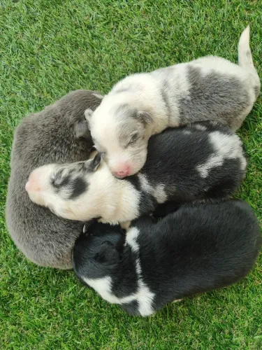 BORDER collie lindos 