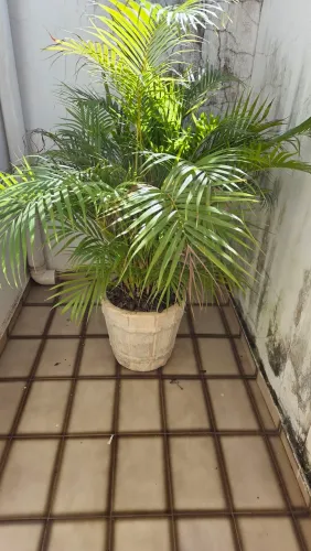 Vaso com planta 