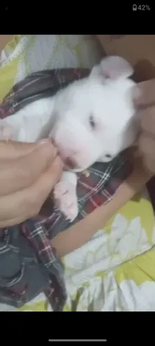 Pitbull femea