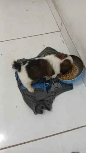 Vendo shitzu