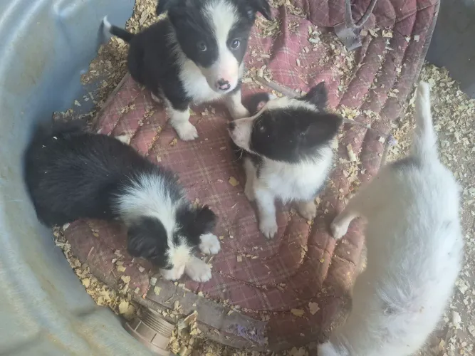 Filhotes de border collie