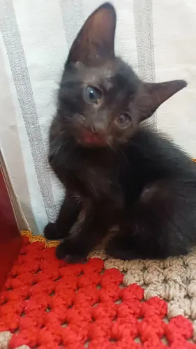 Doação de Gatinho