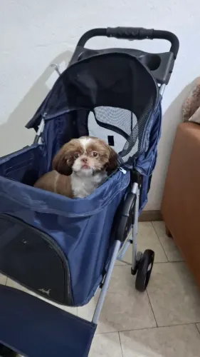 CARRINHO DE TRANSPORTE DE PET