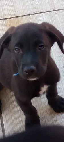 Cachorro de raça 