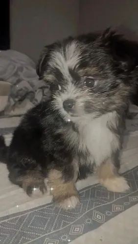 Filhote Macho de Shirarian Anão