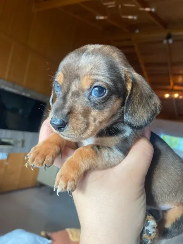 Filhote de Dachshund Alerquim