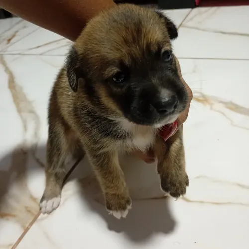 Cachorrinhas doação 