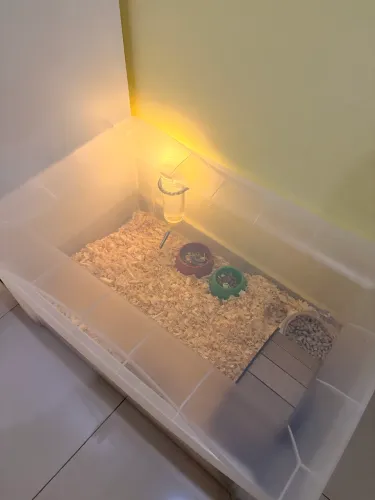 Terrário grande para hamster completo + acessórios