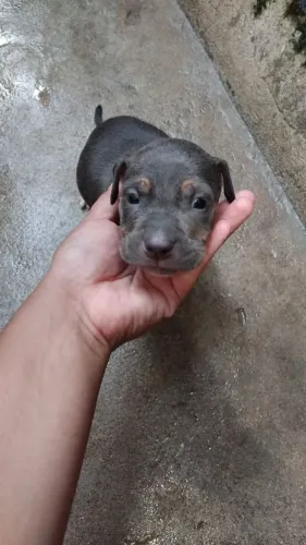 Vendo cachorro pitbull 