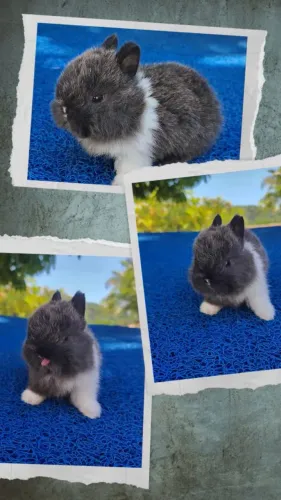 Filhotes de coelho anão Netherland Dwarf
