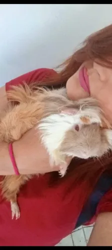 Porquinho da índia