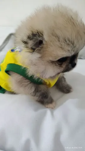 Lulu da Pomerânia 