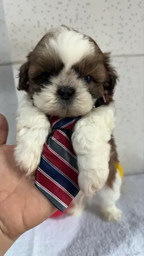 Shitzu macho e fêmea 