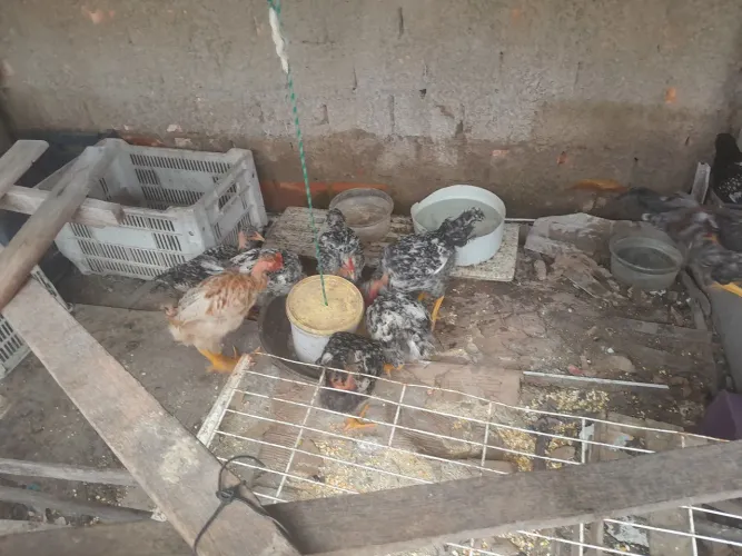 Vende galinha caipira