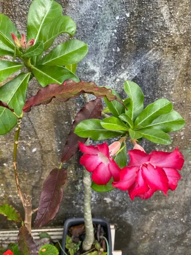 Plantas