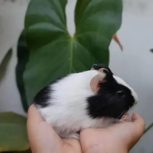 Coelhos porquinho da índia