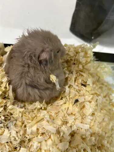 Hamster sírio