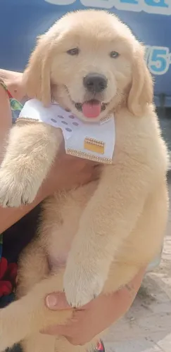 Filhotes Golden Retriever para reserva 
