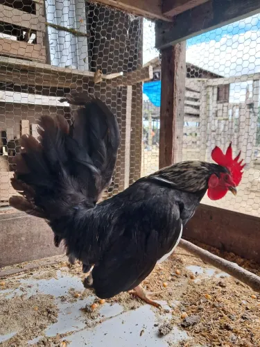 Galo Garnisé