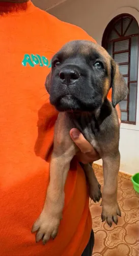 CANE CORSO ITALIANO