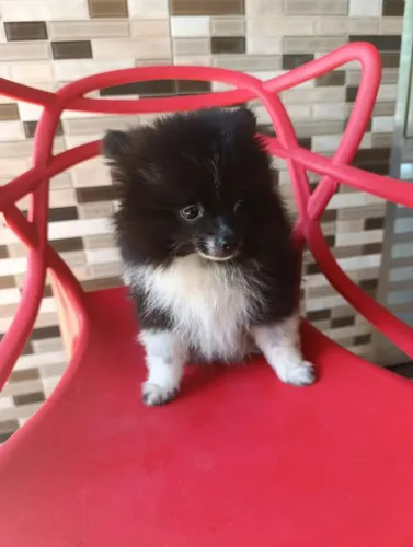 Lindo spliz alemão machinho