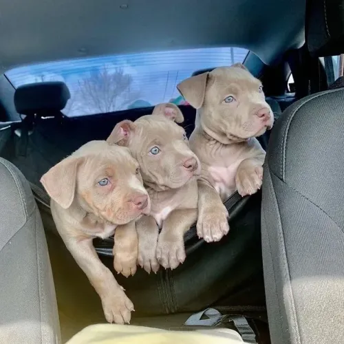 Pitbull - Filhotes Prontos Para Amar 