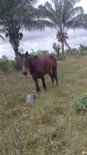 Venda de poldos e égua.