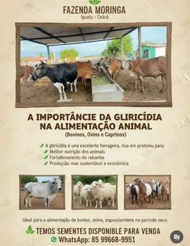 Sementes de Gliricidia
