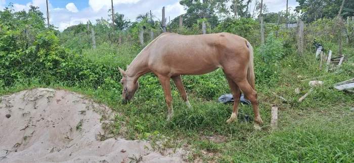 Vendo égua 4 anos mansa, pra criança e mulher cavalgar. 