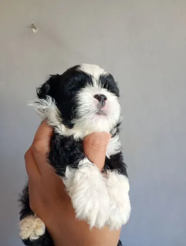 Filhote de shih Tzu macho disponível