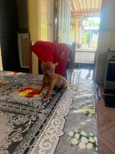 Pinscher fêmea 0