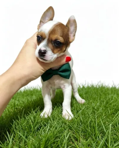 Seu Novo Melhor Amigo: Pinscher Zero Incrível
