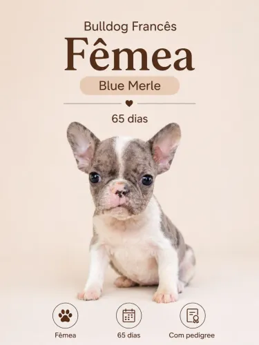 Bulldog fêmea Blue Merle 65 dias