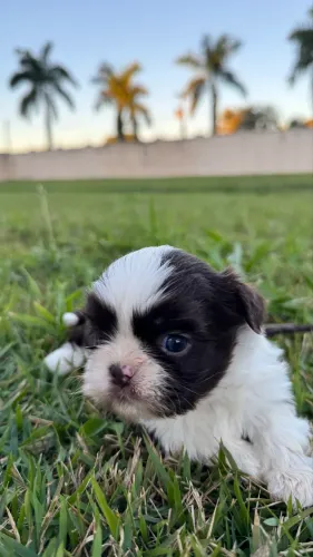 SHIH TZU