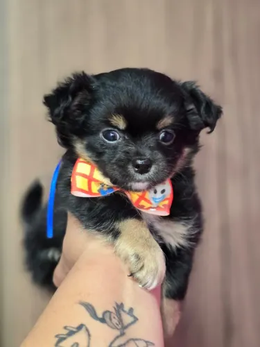 Chihuahua macho pelo longo BLACK AND TAN