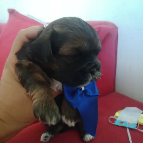 Shih-Poo disponíveis