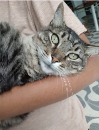 Adoção lindo gato cinza pelo alongamento 