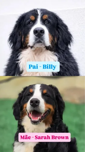 Filhotes Bernese