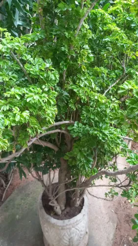 Planta da felicidade grande com o jarro