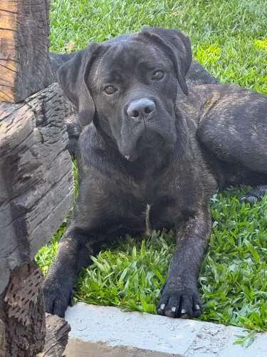 Cane corso