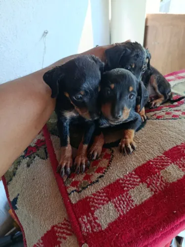 Pinscher n1 fêmea e macho