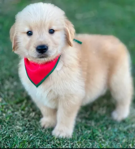 Golden com 3 meses vacinado e vermifugado
