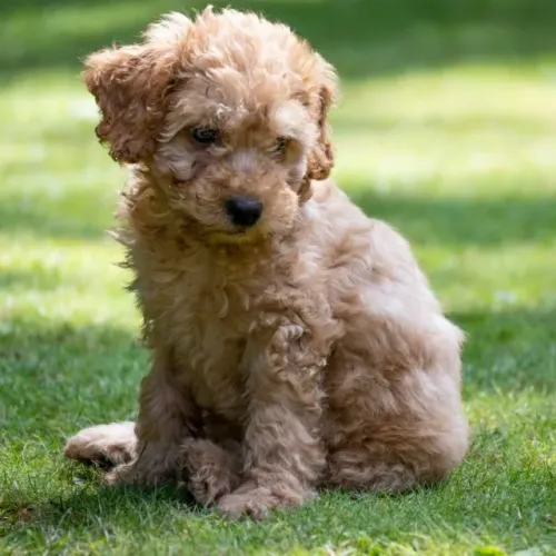 Filhotes de Poodle - Surpreenda Quem Você Ama com um Presente Especial
