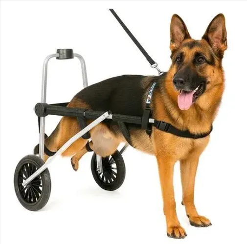CADEIRA DE RODAS CACHORRO