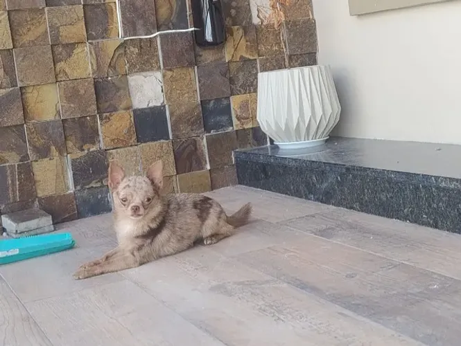 Chihuahua macho 2 anos