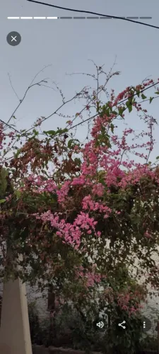 Muda de Amor agarradinho Rosa 