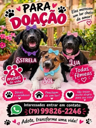 3 DOGUINHAS FÊMEAS