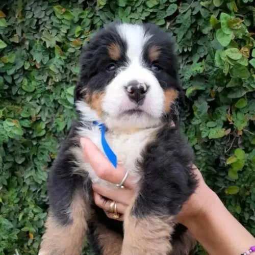 Filhotes de Bernese | Um companheiro para dividir momentos!