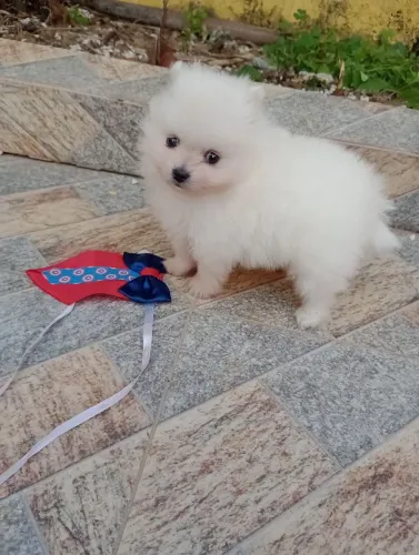 Spitz alemão anão ursinho Baby Face em 10x no cartão. C/ pedigree 