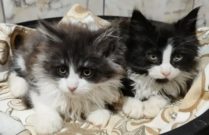 Filhotes Maine coon